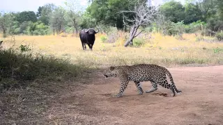 Buffalo vs Leopard