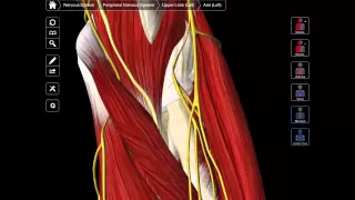 A Review Of The Anterior Forearm