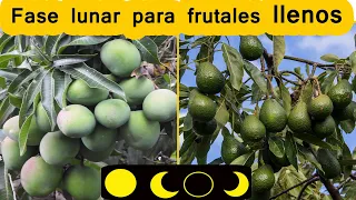Fases lunares para arboles frutales LA FASE lunar para tener arboles LLENOS DE FRUTOS