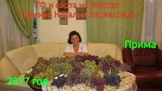 Прима, селекция Павловского-виноград на участке Пузенко Натальи Лариасовны