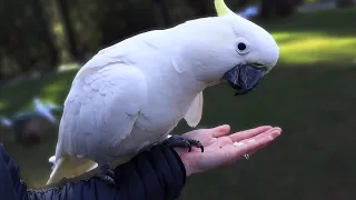 Training WILD COCKATOOS on a Bush Walk