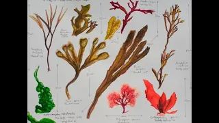 Illustrations of Nature 4 - Timelapse - Seaweed