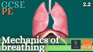 GCSE PE - MECHANICS OF BREATHING - Anatomy and Physiology (Respiratory System - 2.2)