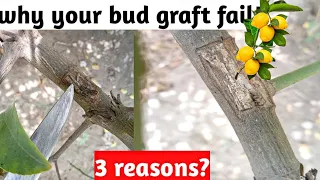 Why Bud Grafting Fail | Successful Bud Grafting Methods | Common Mistakes Of Grafting Failure