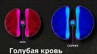 Голубая кровь