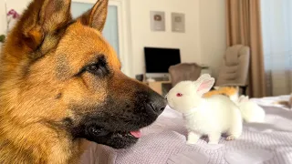 German Shepherd Meets New Tiny Bunnies for the First Time!