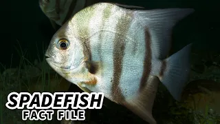Spadefish Facts: It's NOT an ANGELFISH 🐠 Animal Fact Files
