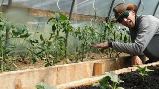 how to bottom prune tomato plants for maximum production / yield the simple fast easy way