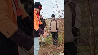 The Boss & Team Fruit Picker Sa Australia Winter Job Pruning #viral #short