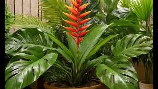 Tropical Plant Care: How to Keep Exotic Beauties Thriving!