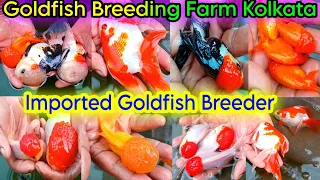 Aquarium Goldfish Breeding | Exotic Goldfish Breeding Farm Kolkata | Aquarium Fish Farm | Goldfish