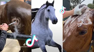 The Cutest HORSES - Equestrian TikTok Compilation #37