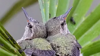 Abandoned Anna’s Hummingbird Babies Rescued