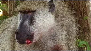 Baboons Fight for Mating Rights  - BBC Earth
