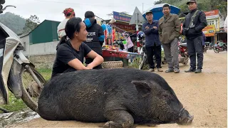 Selling black pigs for shopping and celebrating Tet, vang hoa