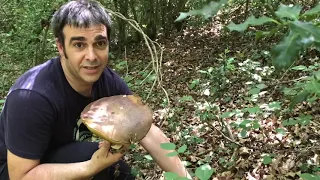 BOLETUS AEREUS Y BOLETUS RETICULATUS 24 JULIO 2019