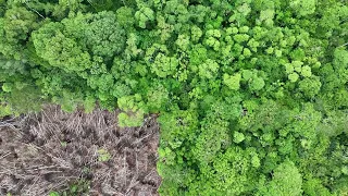 Short clip of deforestation in the Amazon