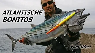 Spinfishing with lures on Tuna Atlantic Bonito from the shore Canary Islands