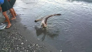 Пеликан ворует рыбу