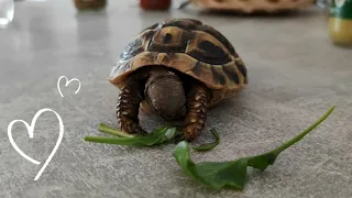 Testudo Hermanni Baby Turtle eating🐢❤️ 🐢Schildkröte am Essen🍀🌱