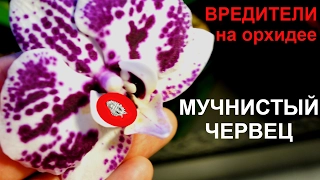 ОРХИДЕИ. КАК БОРОТЬСЯ С МУЧНИСТЫМ ЧЕРВЕЦОМ?