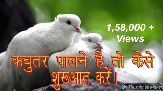 how to keep a pigeon as a pet in home For Beginners By Aman Prabhakar