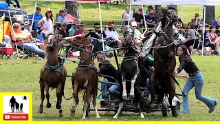 Big Mules & Four-Up Horse Wagon Races - What About Bob Chuckwagon Races 2022 |  Saturday