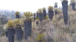 Murillo tolima. La carretera más linda del mundo