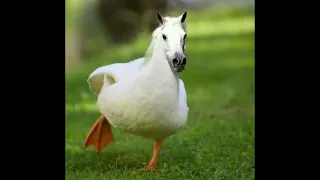 Duckhorse - Epic 5-Second Meme Video! - #33