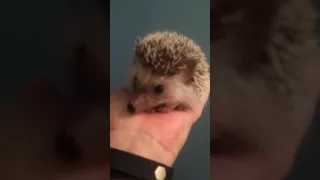 What sound does a hedgehog make ?