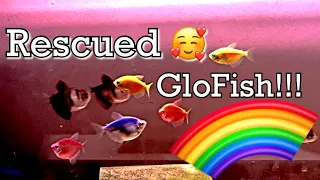 All about Glo Fish! I just Rescued these Glo Tetras!!!