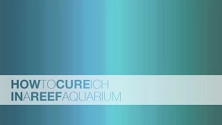 How to Combat Ich in a Reef Aquarium