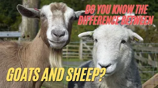 The Main Differences Between Sheep and Goats | Sheep VS Goats