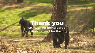 Welcome Home: A Labor of Love for the Chimps is Complete