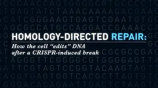 Homology-Directed Repair: How the Cell Edits DNA After a CRISPR-Induced Break