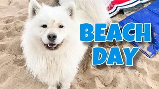 My Dog Goes To The Beach!