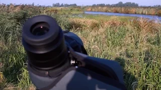 Digiscoping with the Swarovski Optik ATX 85, TLS APO and Sony a6000