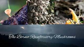 The Borneo Rainforest Mushrooms (4K HD)#relaxing piano music & Birds Sounds#