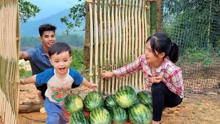 Duyen & Bo Harvesting the watermelon garden, Phong Makes a gate combining bamboo & wood