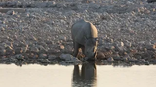 Wildlife of Africa - Rhino at sunset