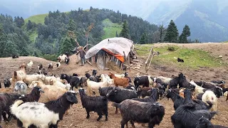 Simple Nepali Village Life High in the Himalayas || Life in the Mountains || IamSuman