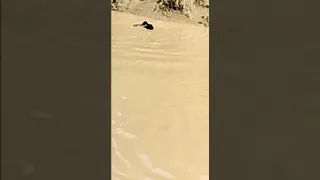 Crocodile caught a goat in river of dogahara