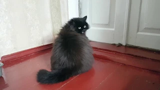 Black fluffy Persian cat is asking to let her outside