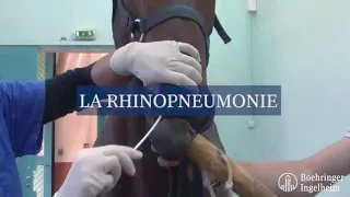 Minute Santé Boehringer - La rhinopneumonie