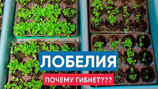 И снова о грустном :( Почему пропадает лобелия? И как это можно предотвратить