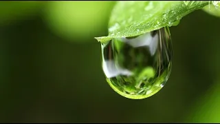 LA LLUVIA - Los secretos del planeta - Documental Planeta Tierra