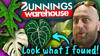 You Won't Believe the Plants I Found at Bunnings! | Plant Shopping