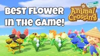 What's the best flower in Animal Crossing New Horizons? | ACNH