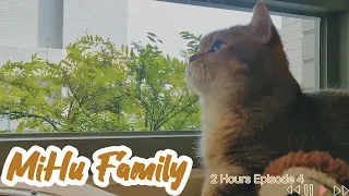 [Cats Diary] 2 hours ver. "Episode 4" ｜Daily Records, Chill music, Background, Work, Sleep, Cats