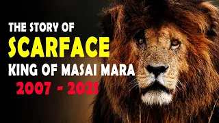 Scarface - The Story of the True Lion King | King of Masai Mara | wildlife